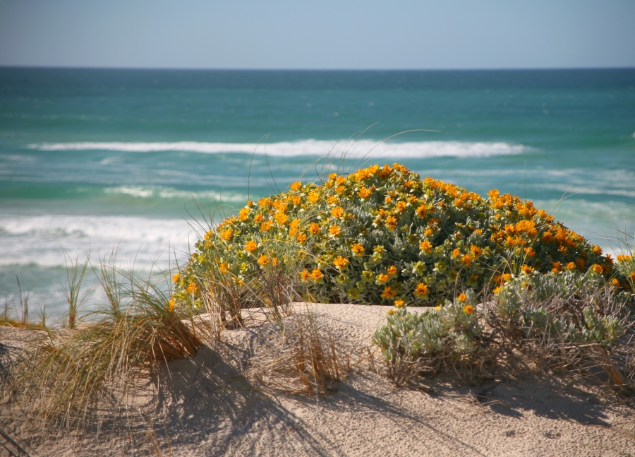 0 Bedroom Property for Sale in Pearly Beach Western Cape